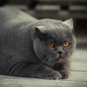 grey-fat-cat